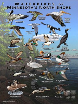 Waterbirds of Minnesota's North Shore poster print