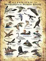 Waterbirds of Minnesota's North Shore poster print