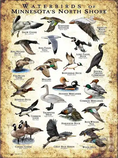 Waterbirds of Minnesota's North Shore poster print