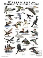 Waterbirds of Minnesota's North Shore poster print