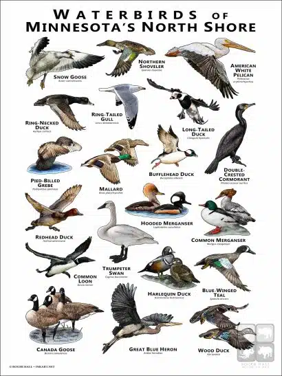 Waterbirds of Minnesota's North Shore poster print