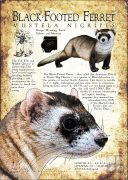 Black-Footed Ferret poster