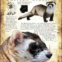 Black-Footed Ferret poster
