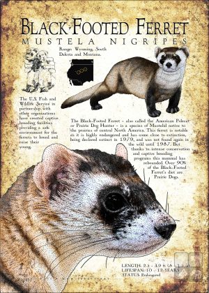Black-Footed Ferret poster