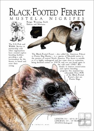 Black-Footed Ferret infographic/poster