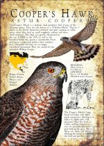 Cooper's Hawk poster print