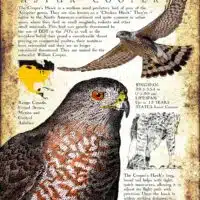 Cooper's Hawk poster print