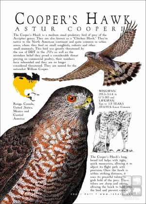 Cooper's Hawk poster print