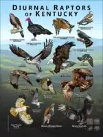 Diurnal Raptors of Kentucky poster print