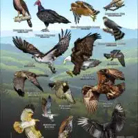 Diurnal Raptors of Kentucky poster print