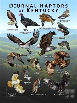 Diurnal Raptors of Kentucky poster print