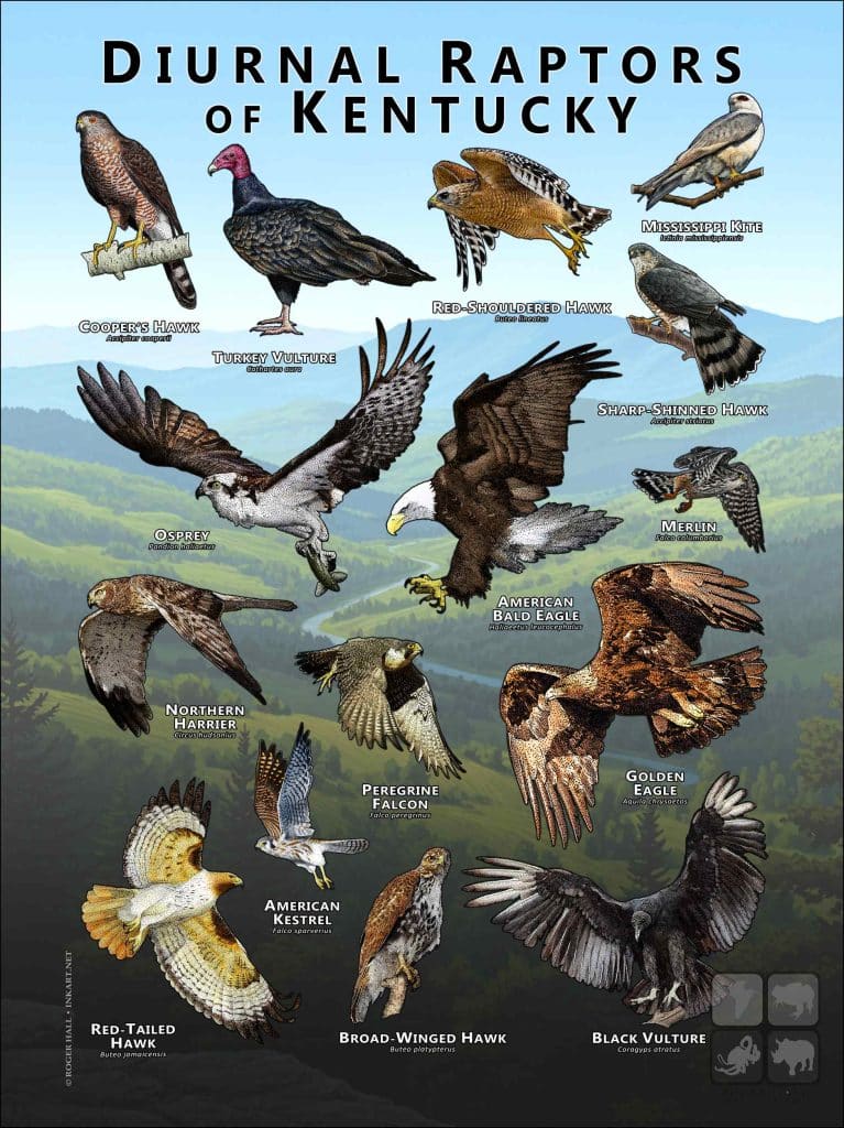 Ky Raptors Diurnal Raptors of Kentucky Poster Print
