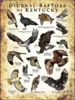 Diurnal Raptors of Kentucky poster print