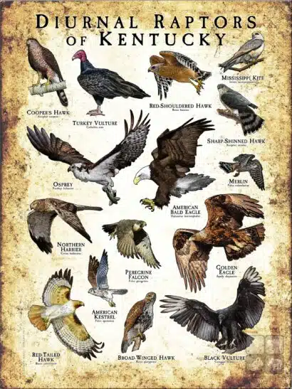 Diurnal Raptors of Kentucky poster print