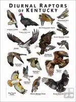 Diurnal Raptors of Kentucky poster print