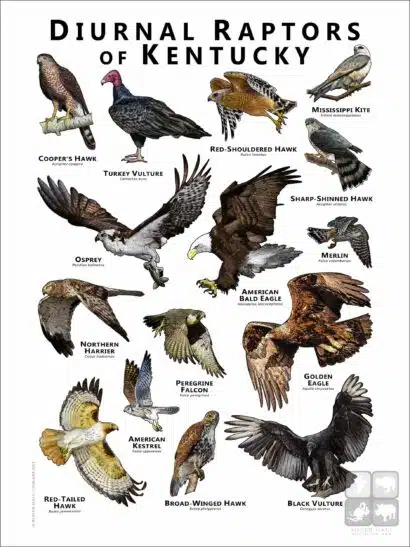 Diurnal Raptors of Kentucky poster print
