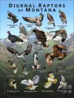Diurnal Raptors of Montana poster print