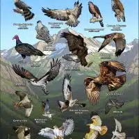 Diurnal Raptors of Montana poster print