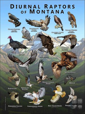 Diurnal Raptors of Montana poster print