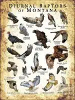 Diurnal Raptors of Montana poster print