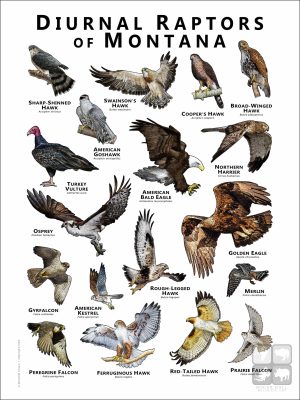 Diurnal Raptors of Montana poster print