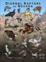 Diurnal Raptors of Diurnal Raptors of Nevada poster print