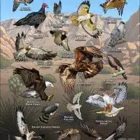 Diurnal Raptors of Diurnal Raptors of Nevada poster print