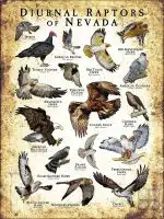 Diurnal Raptors of Diurnal Raptors of Nevada poster print