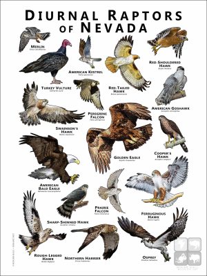 Diurnal Raptors of Diurnal Raptors of Nevada poster print