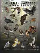 Diurnal Raptors of New Jersey poster print