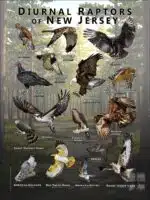 Diurnal Raptors of New Jersey poster print