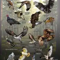 Diurnal Raptors of New Jersey poster print