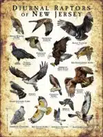 Diurnal Raptors of New Jersey poster print