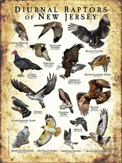 Diurnal Raptors of New Jersey poster print