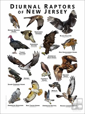 Diurnal Raptors of New Jersey poster print