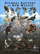 Diurnal Raptors of New Mexico poster print
