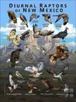 Diurnal Raptors of New Mexico poster print