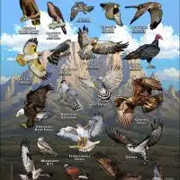 Diurnal Raptors of New Mexico poster print