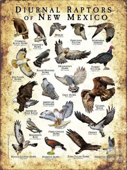 Diurnal Raptors of New Mexico poster print