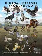 Diurnal Raptors of Oklahoma poster print