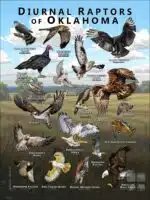 Diurnal Raptors of Oklahoma poster print