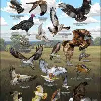 Diurnal Raptors of Oklahoma poster print