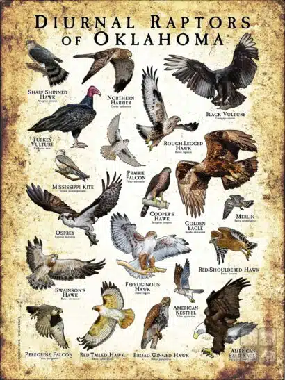 Diurnal Raptors of Oklahoma poster print