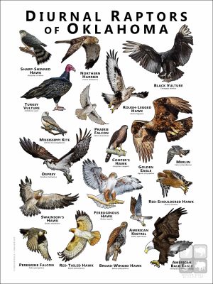 Diurnal Raptors of Oklahoma poster print