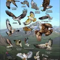 Diurnal Raptors of Oregon poster print