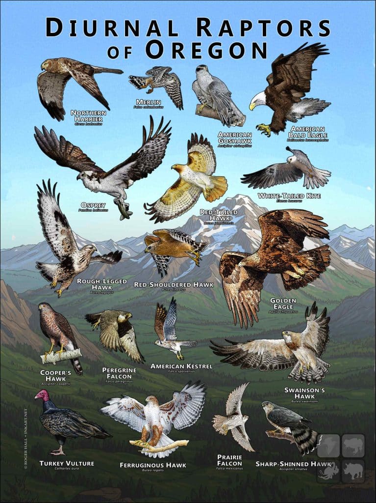 All Rapter Diurnal Raptors of Oregon Poster Print