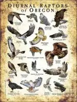 Diurnal Raptors of Oregon poster print