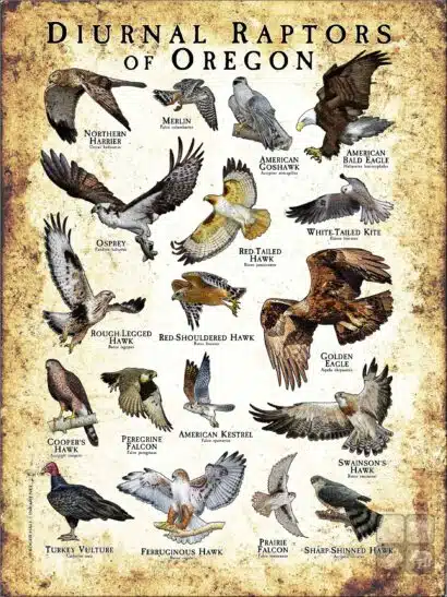 Diurnal Raptors of Oregon poster print