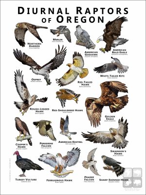 Diurnal Raptors of Oregon poster print
