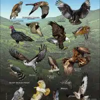 Diurnal Raptors of Pennsylvania poster print